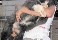 Развъдник TERRA TANGRA продава кученца, порода кавказка овчарка