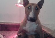 Bullterrier PUPPIES FOR SALEBullterrier Kennel Ken...