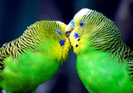 Вълнист папагал - грижи, обучение и здраве