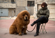 Тибетски мастиф е най-скъпото куче в света