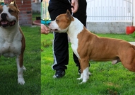 CH & JCH Dzet Long StepAtaxia CLEARSire:Multy Ch,E...