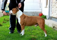 CH & JCH Dzet Long StepAtaxia CLEARSire:Multy Ch,E...