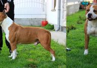 CH & JCH Dzet Long StepAtaxia CLEARSire:Multy Ch,E...