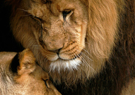Красиви лъвове - много ми харесват тези снимки