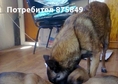 Продавам 5 кученца малиноа (1 женско) родени на 05...
