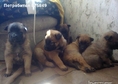 Продавам 5 кученца малиноа (1 женско) родени на 05...