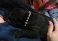 PRODAVAM JENSKI SHAR PEI CHEREN NA 40 DNI089999187...