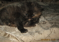 продавам персийско коте,женско,родено на 18.04.201...