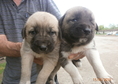 prodavam turski kangal   na 35 dena  qdat sami 4 m...