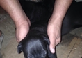Продавам кученца - Кане Корсо. Родени на 2 юни 201...
