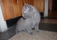 Чистокръвно котенце (мъжко) от породата "Британска...