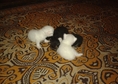 Продавам 4 персийски котенца- 2 мъжки и 2 женски. ...