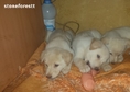 Кучетата са на 48 дена.Обезпаразитени,ваксинирани....