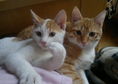 Две мъжки котета родени през юни и юли от общ баща...