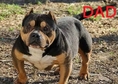 This beautiful American Bully puppies  up for grab...