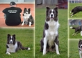Border Collie Puppies championship origin of the E...