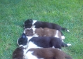 Border Collie Puppies championship origin of the E...