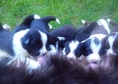 Border Collie Puppies championship origin of the E...