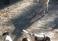 Кучетата са на по 2 месеца. Не са породисти. Две м...