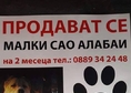 Продават се 4 мъжки и 4 женски алабайчета,роден и ...
