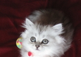 Чистокръвни персийски котета, цвят сребърна чинчил...