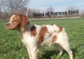 Epagneul Breton Kennel,, ОБЛАСТ НА КОРМАН "FCI 595...