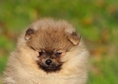 +381658112080(viber,whats app)www.pomeranian-dogs....