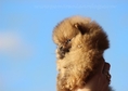 Pomeranian кученце мъжки, тежи само 400грам, къса ...