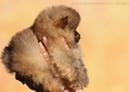 Pomeranian кученце мъжки, тежи само 400грам, къса ...