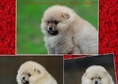 Породисти кученца със снимки Pomerance, 2-3 месеца...