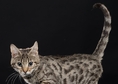 Е`Bretsi Rozmar е прекрасно женско бенгалско котен...