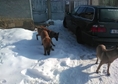 продавам белгийска овчарка име Арес кучени на 20.0...