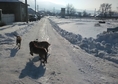 продавам белгийска овчарка име Арес кучени на 20.0...