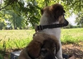 Две женски кученца търсят своите грижовни стопани!...