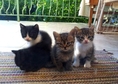 Здравейте ! Мяу!Ние сме 4 сладки котета, родени на...
