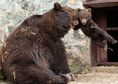 Как майка мечка възпитава малкото си мече