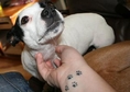 Страхотни татуировки с животни и домашни любимци