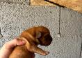 Dogue de Bordeaux Бордо Дога кученца