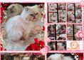 Персийски дългокосместа многоцветни котки с ЕС паспорти микрочип ваксини