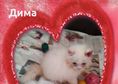 Персийски дългокосместа многоцветни котки с ЕС паспорти микрочип ваксини