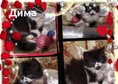 Персийски дългокосместа многоцветни котки с ЕС паспорти микрочип ваксини