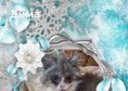 Персийски дългокосместа многоцветни котки с ЕС паспорти микрочип ваксини