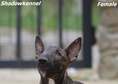 Miniature Bull Terrier