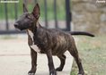 Miniature Bull Terrier