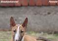 Miniature Bull Terrier