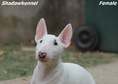 Miniature Bull Terrier