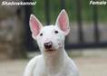Beautiful mini bull terrier puppies for sale, with FCI pedigree.