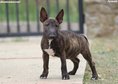 Beautiful mini bull terrier puppies for sale, with FCI pedigree.