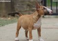 Beautiful mini bull terrier puppies for sale, with FCI pedigree.