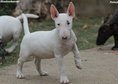 Beautiful mini bull terrier puppies for sale, with FCI pedigree.